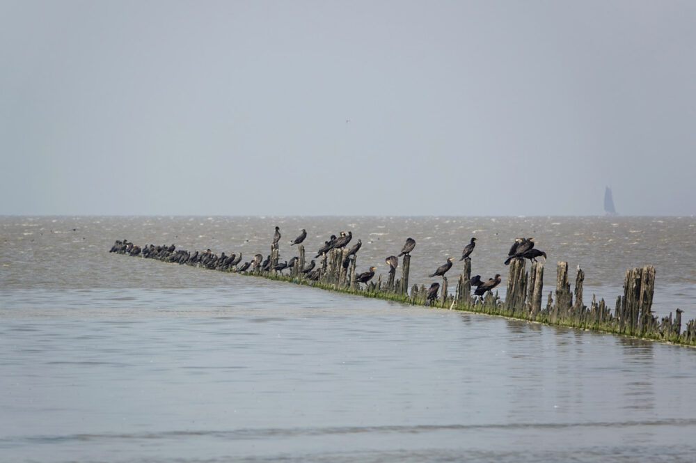 Aalscholvers op wad bij Westhoek (Waddenzee)