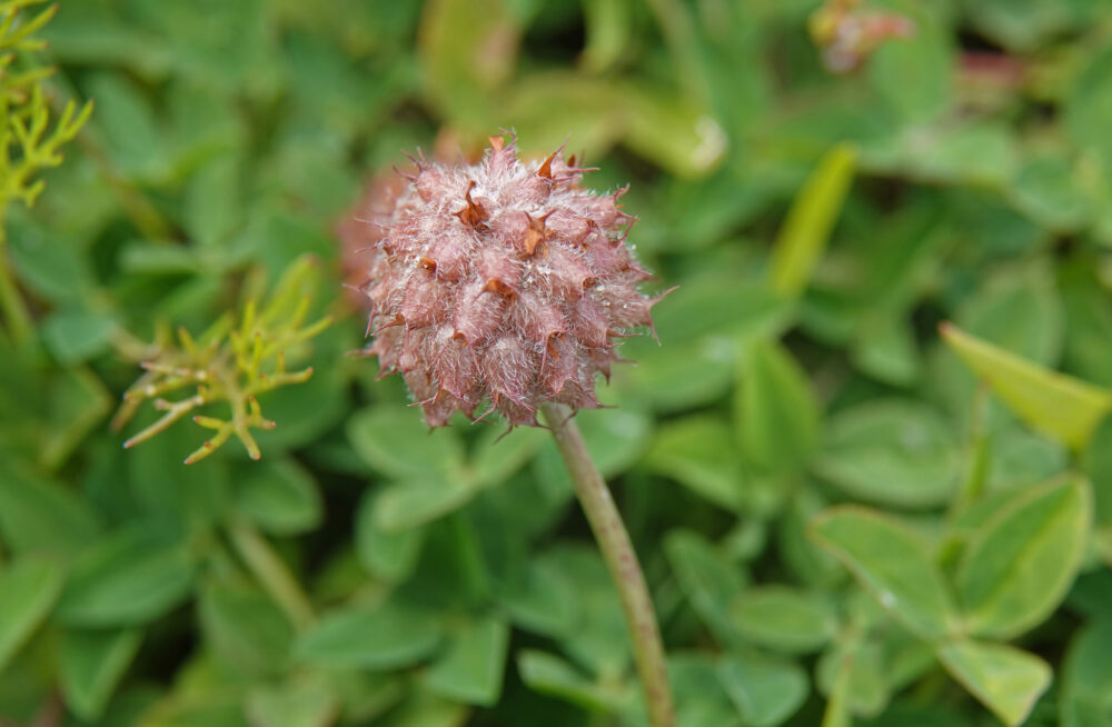 Aardbeiklaver