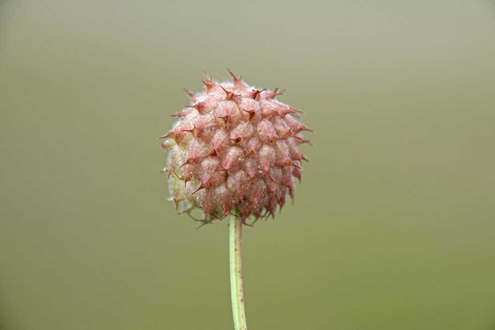 Aardbeiklaver