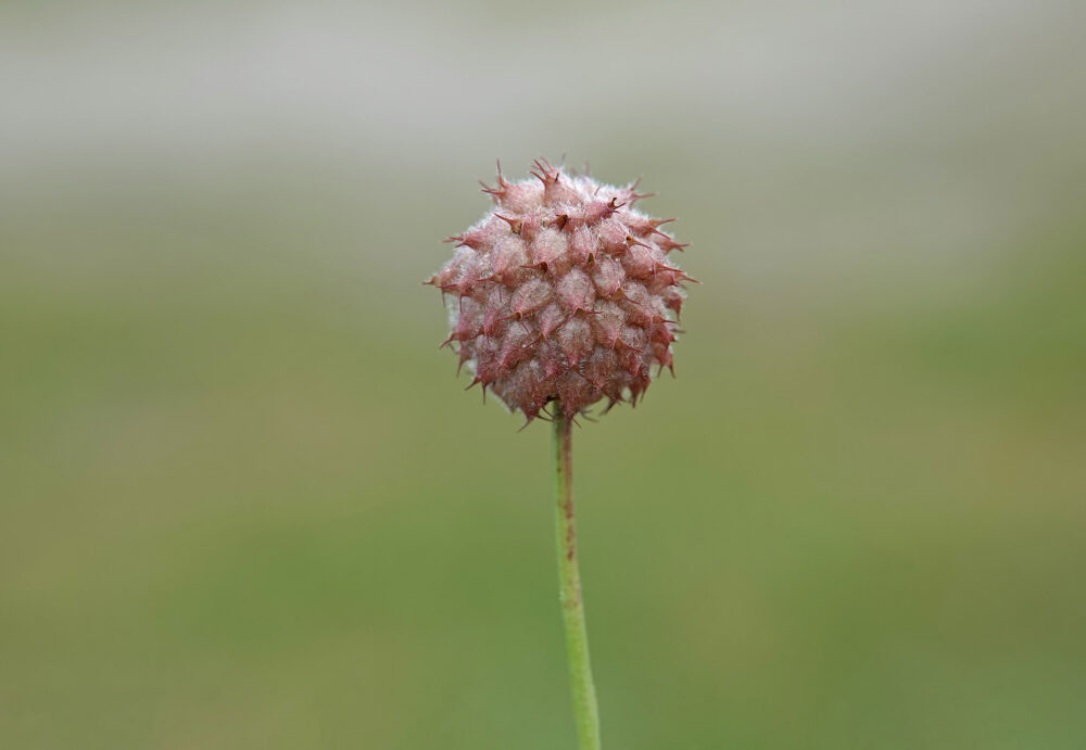 Aardbeiklaver