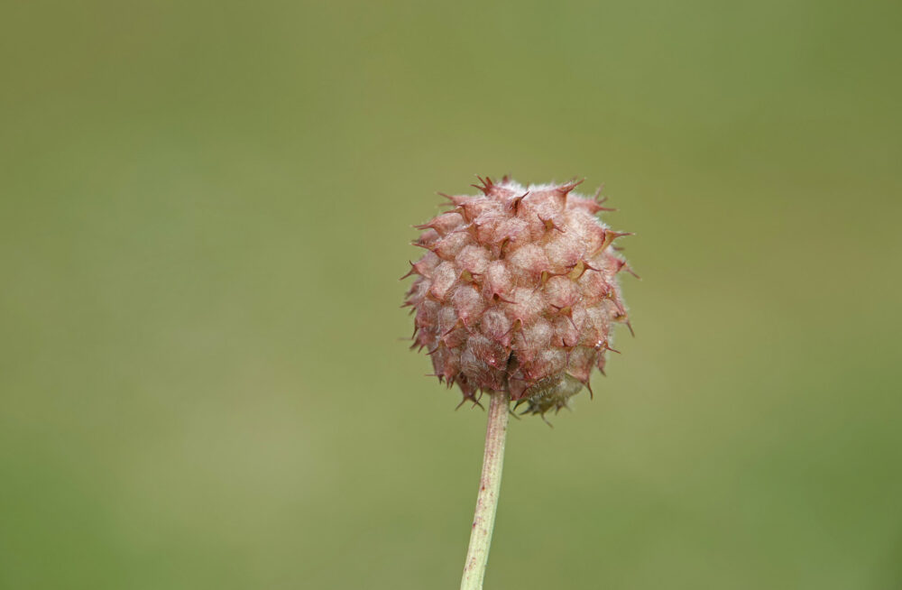 Aardbeiklaver