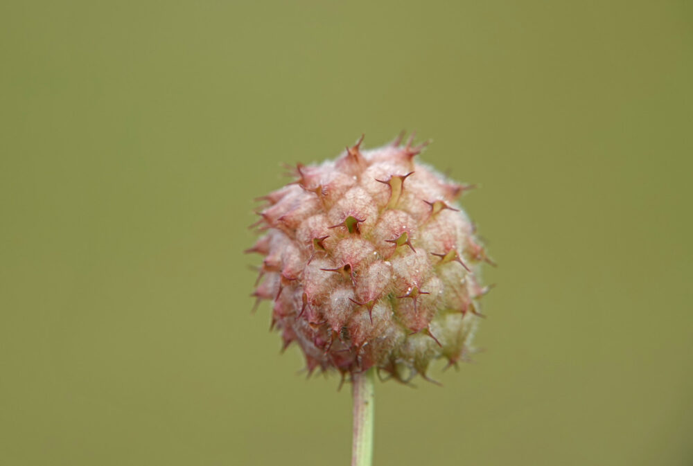 Aardbeiklaver
