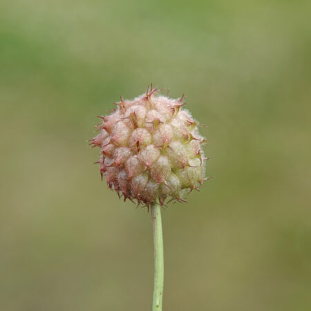 Aardbeiklaver