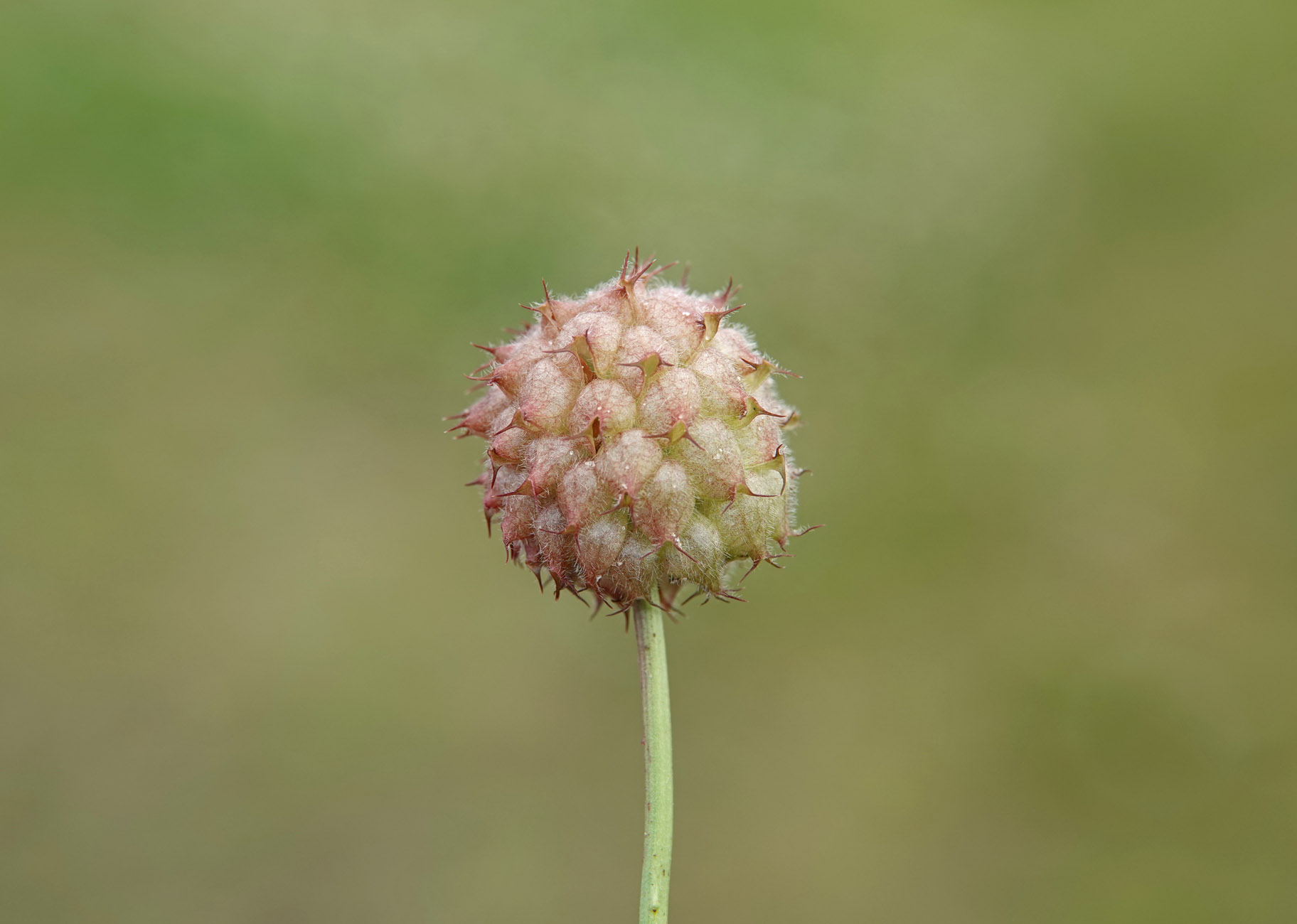 Aardbeiklaver