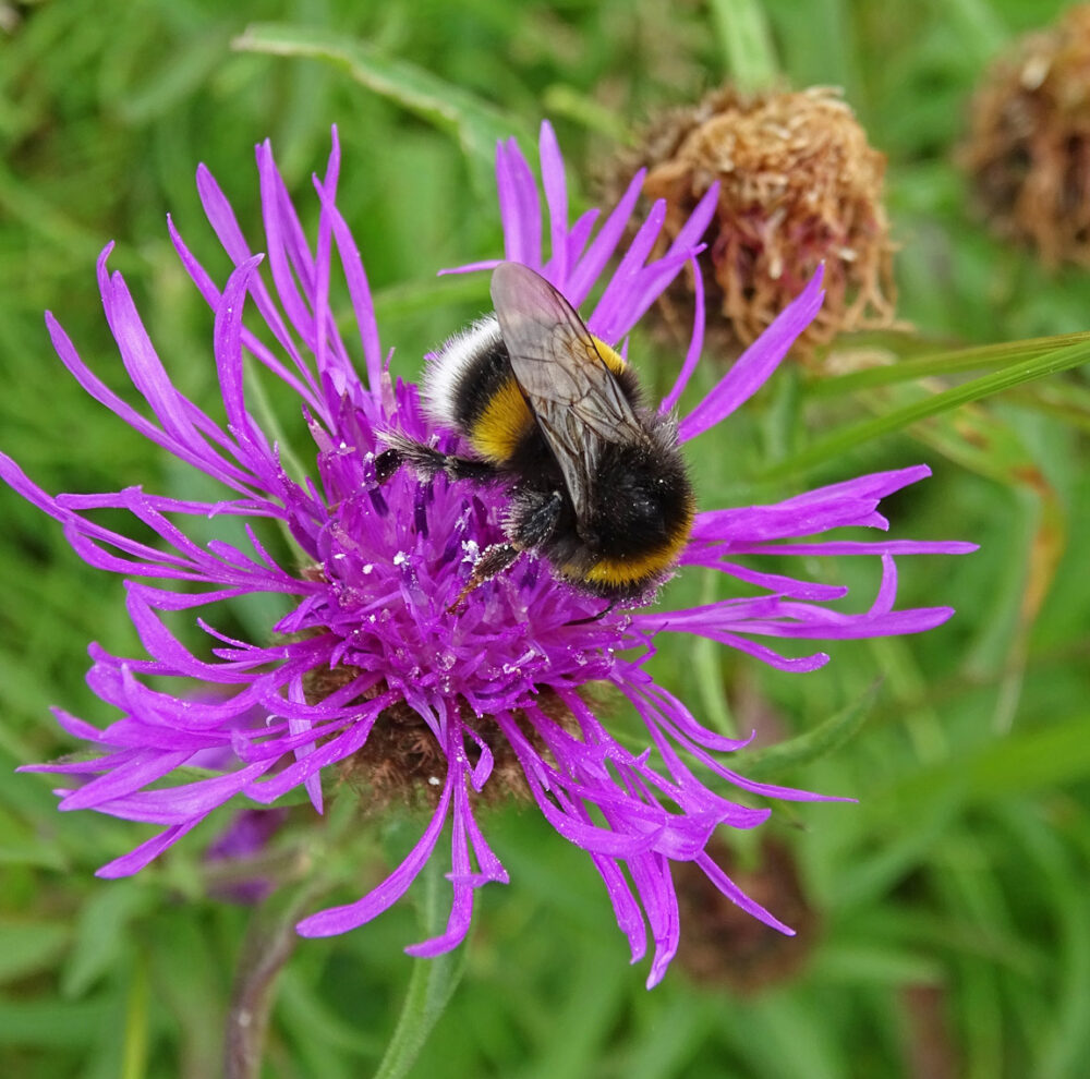 Hommel uit aardhommelgroep