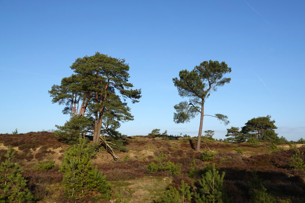 Aekingerzand