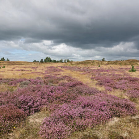 Aekingerzand (NP Drents-Friese Wold)