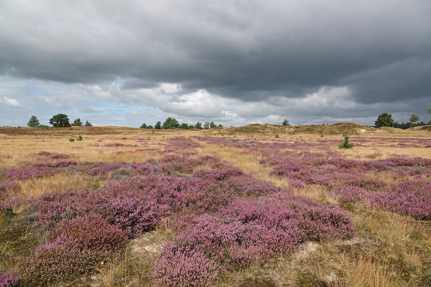 Aekingerzand (NP Drents-Friese Wold)