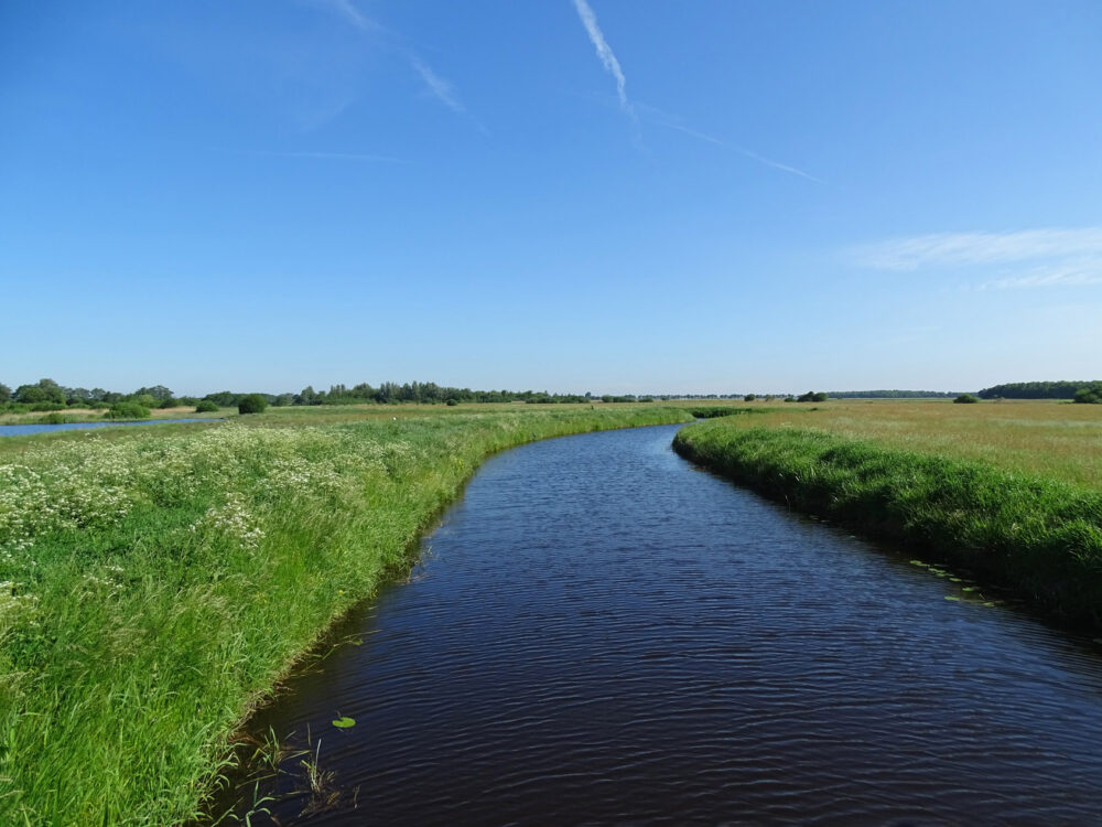 Ae&#039;s Woudbloem (voorjaar)