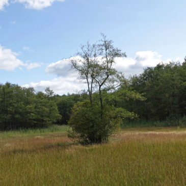 Agelerbroek