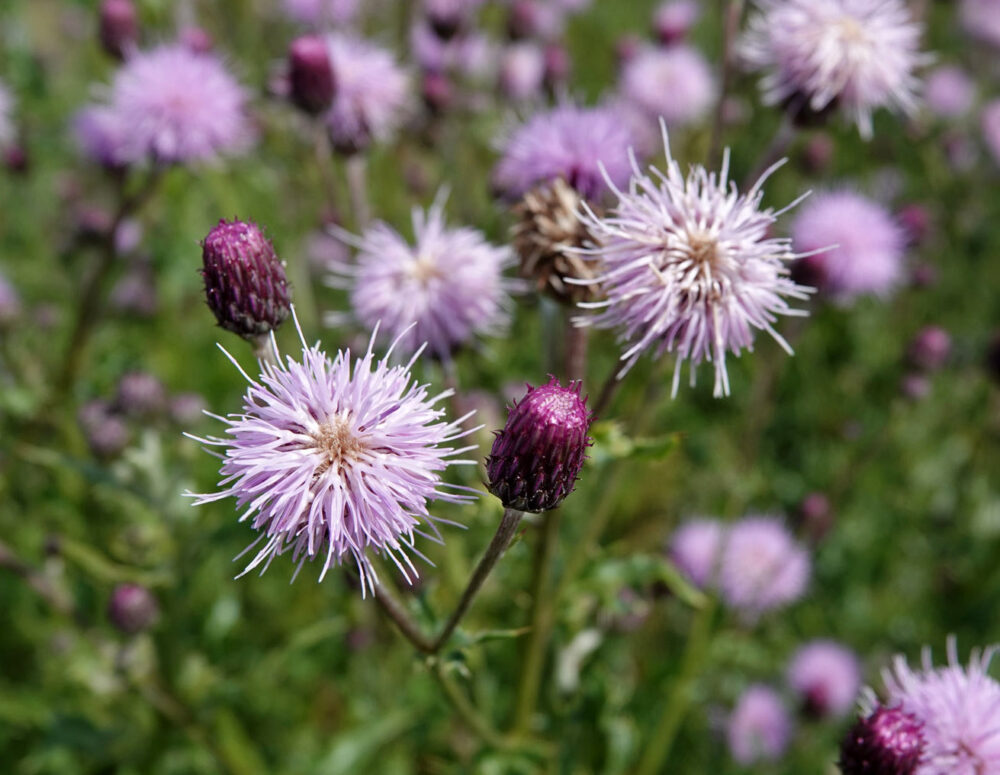 Akkerdistel