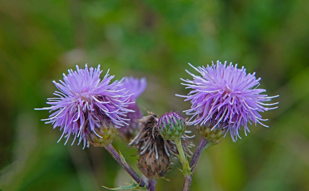 Akkerdistel