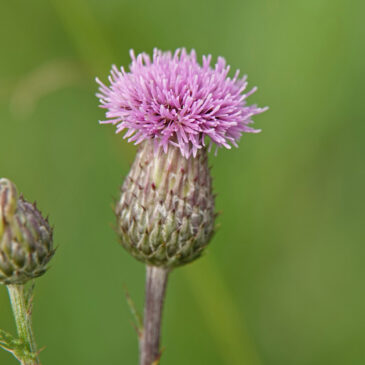 Akkerdistel