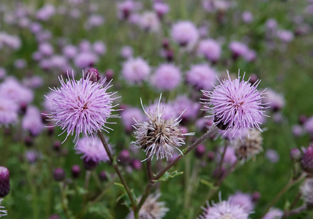 Akkerdistel