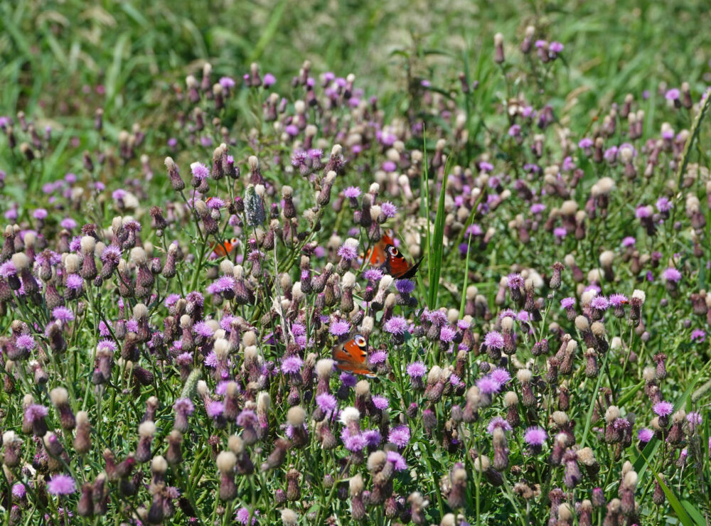 Akkerdistel (Onlanden)