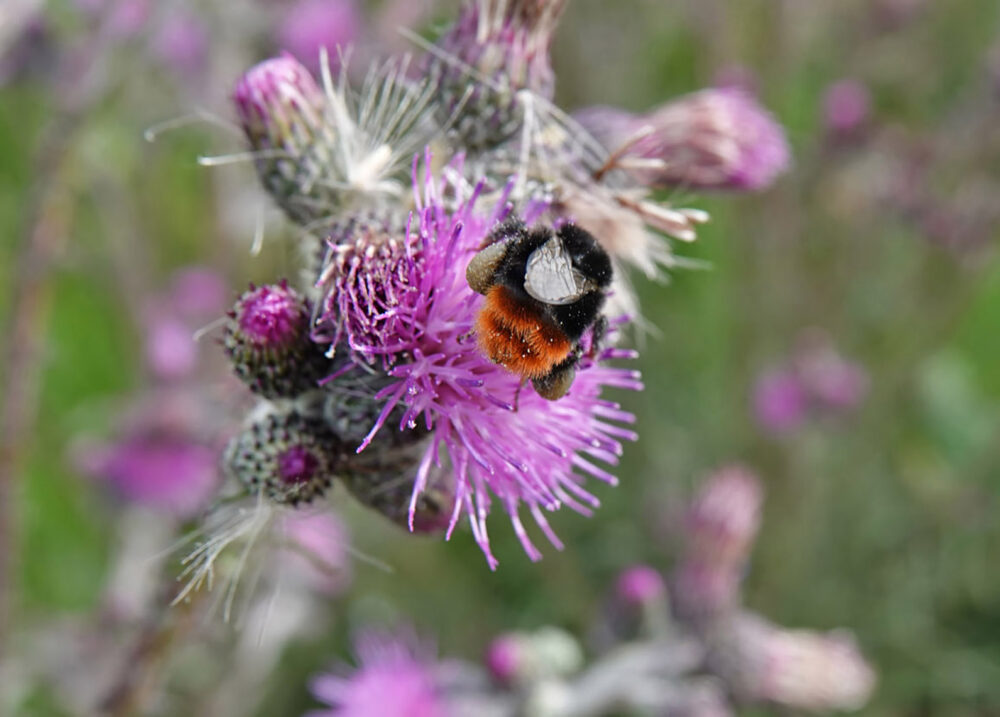Akkerhommel