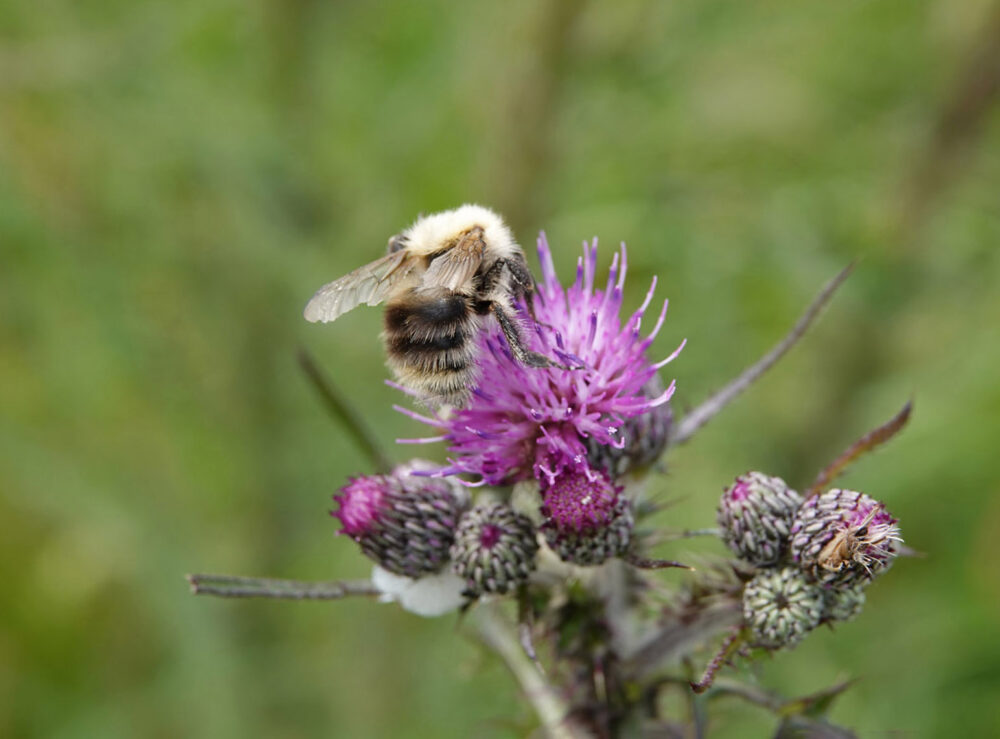 Akkerhommel