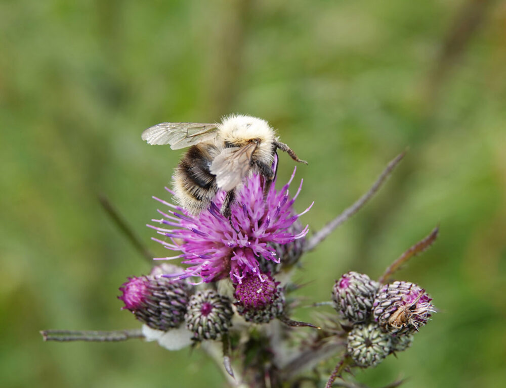 Akkerhommel (Weeringsbroeken)