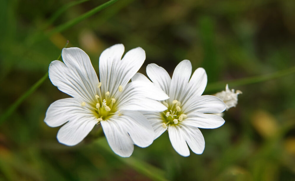 Akkerhoornbloem