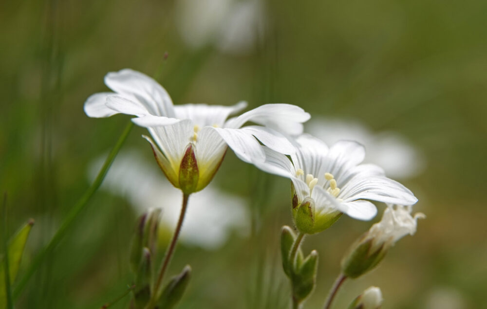 Akkerhoornbloem