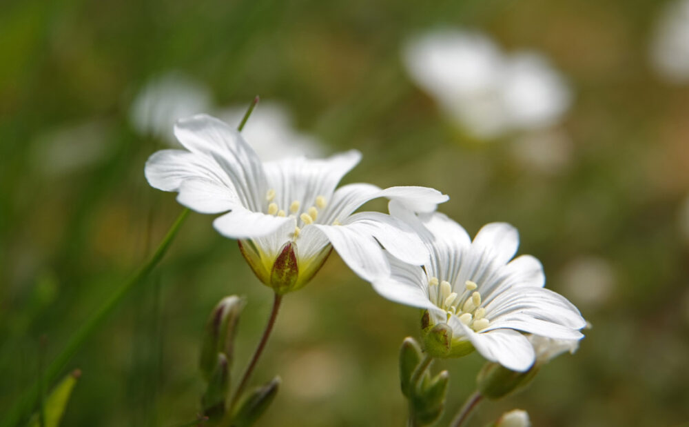 Akkerhoornbloem