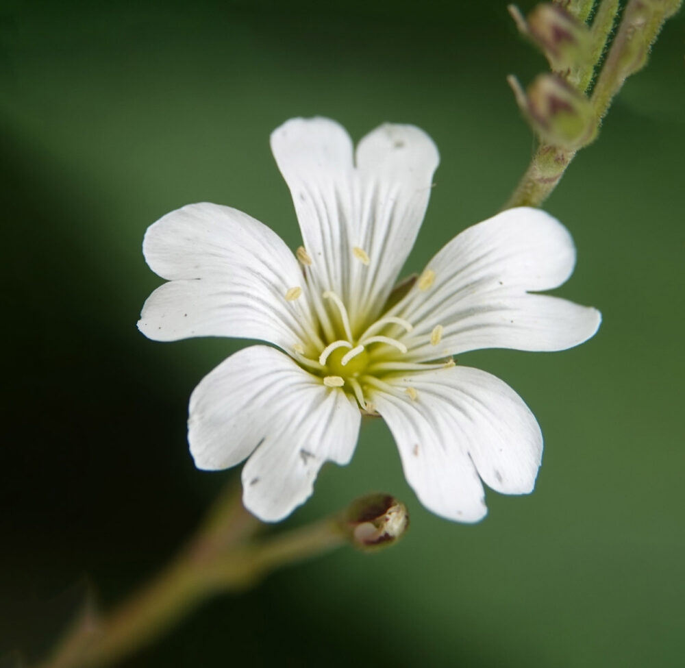 Akkerhoornbloem