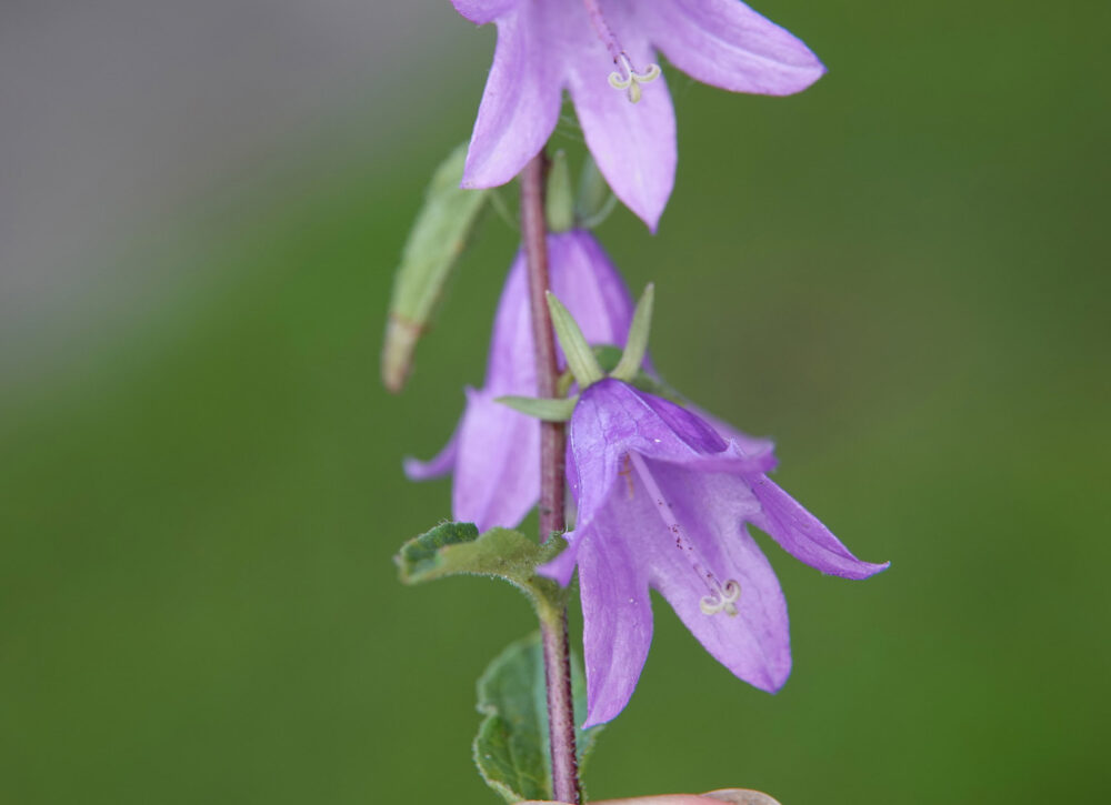 Akkerklokje