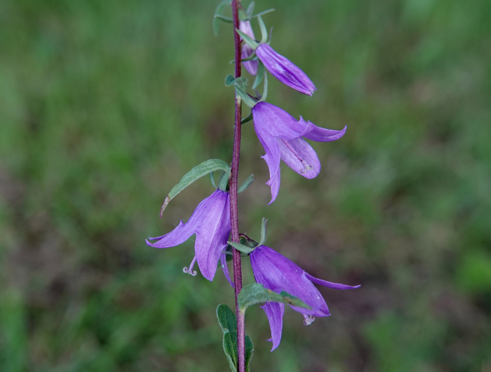Akkerklokje