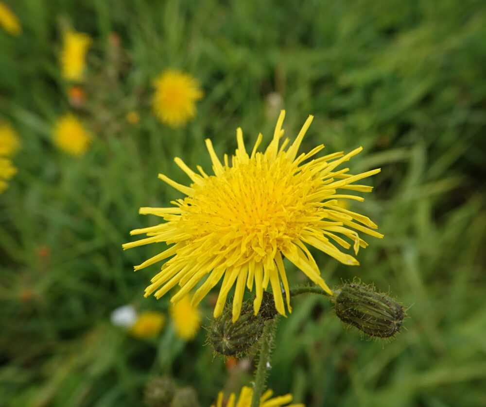Akkermelkdistel