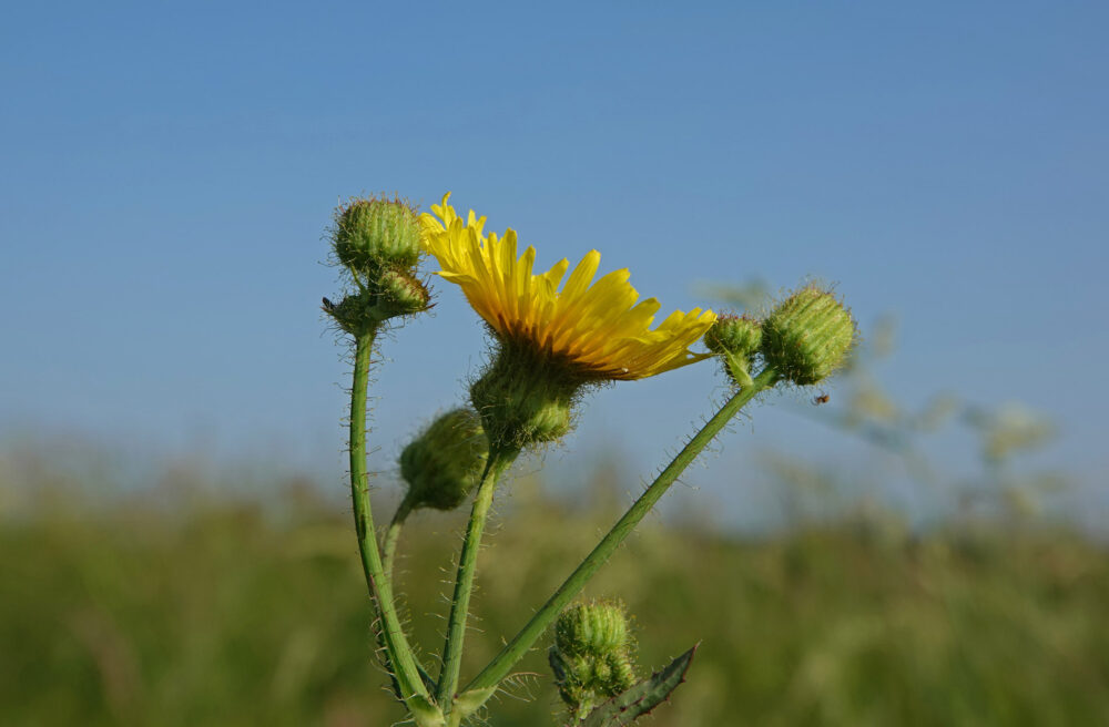 Akkermelkdistel