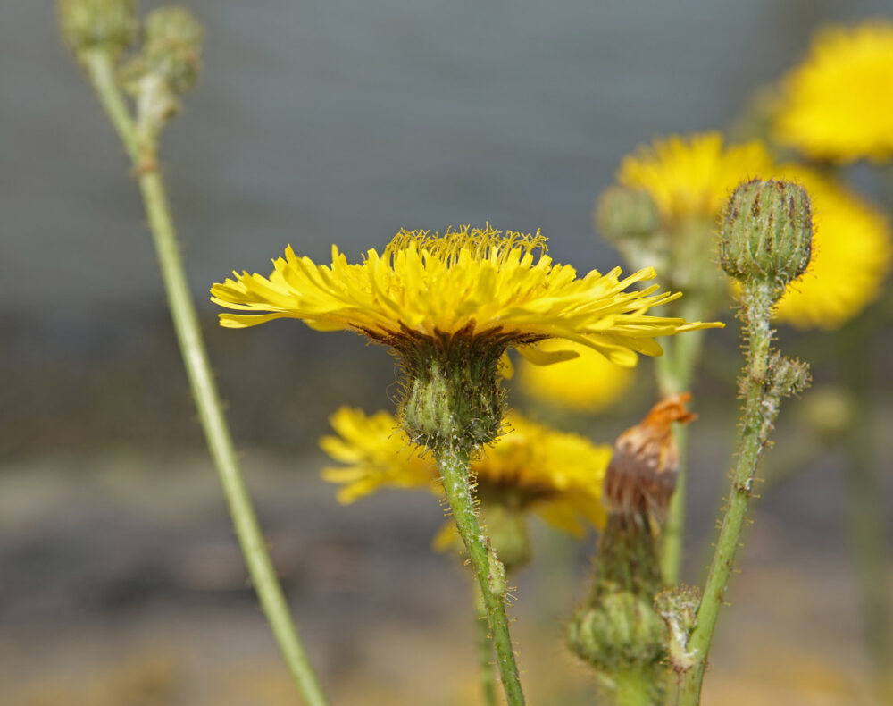 Akkermelkdistel