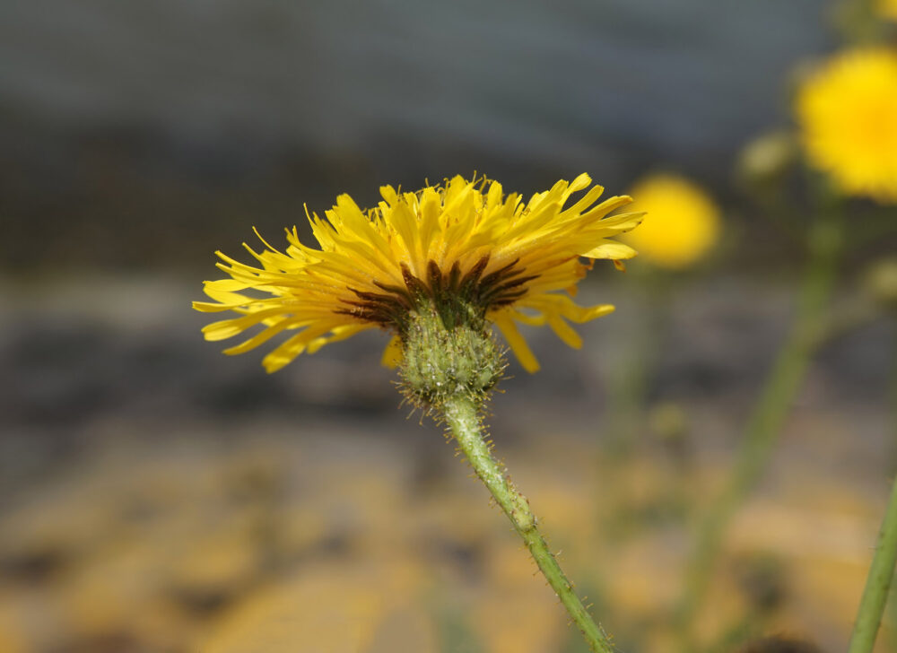 Akkermelkdistel