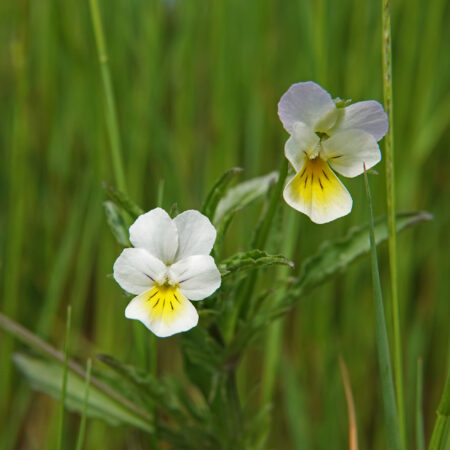 Akkerviooltje