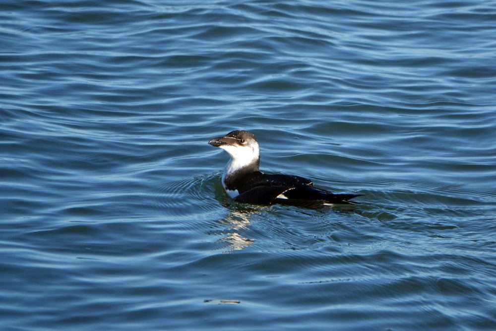 Alk (Waddenzee)