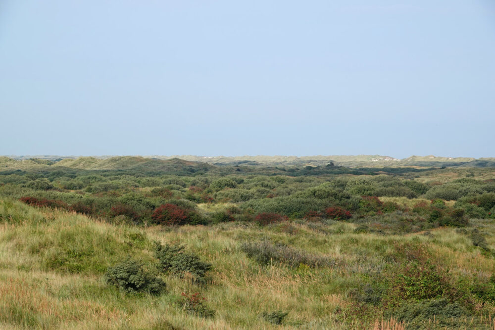 Ameland (Oerd)