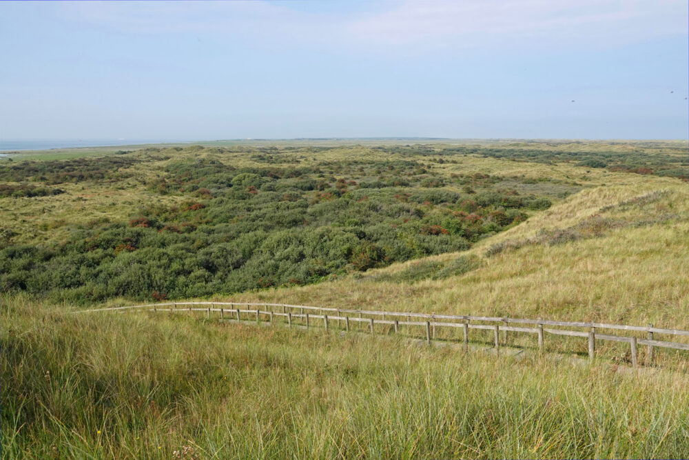 Ameland (Oerd)