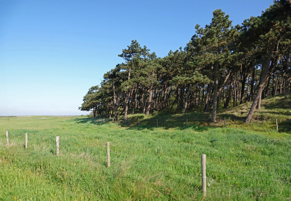 Ameland (algemeen)
