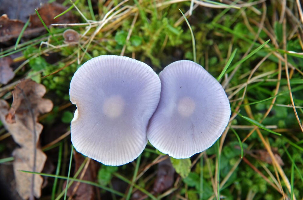 Amethistzwam