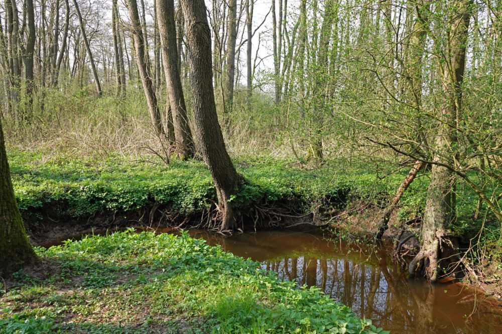 Anlooërdiepje (Drentsche Aa)