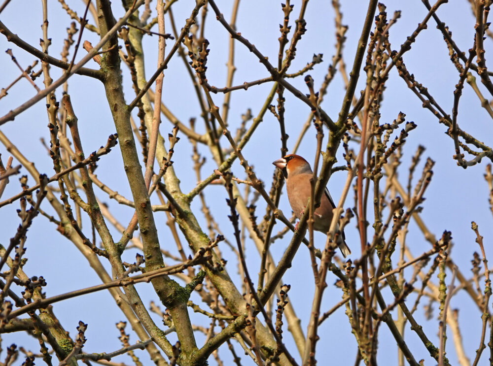 Appelvink