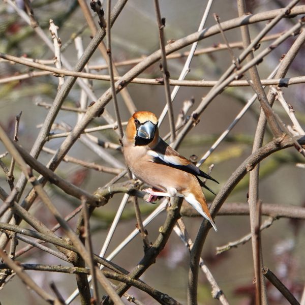 Appelvink