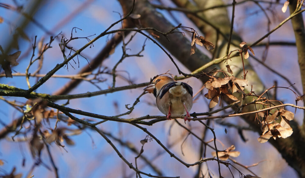 Appelvink