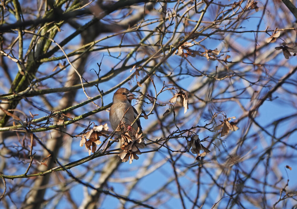 Appelvink