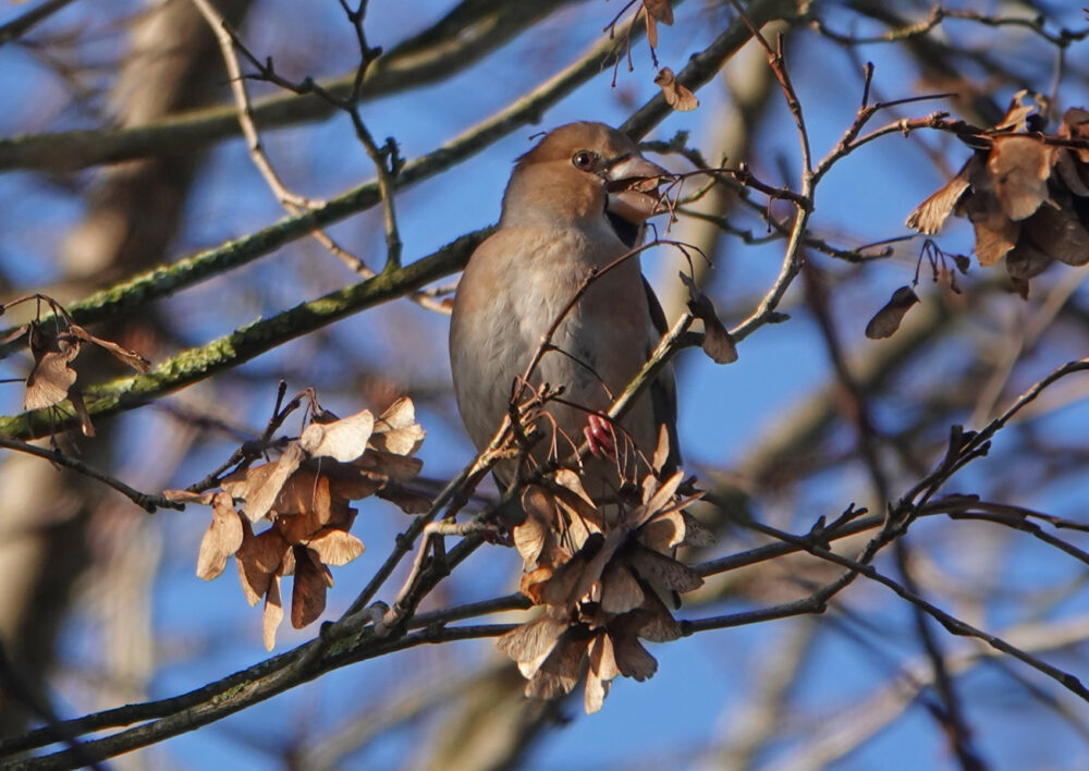 Appelvink