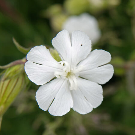 Avondkoekoeksbloem
