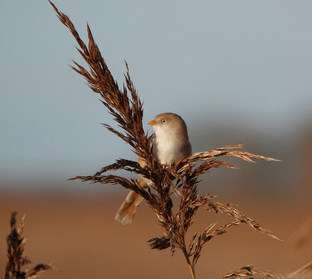 Baardmannetje (vrouw)