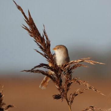 Baardmannetje (vrouw)