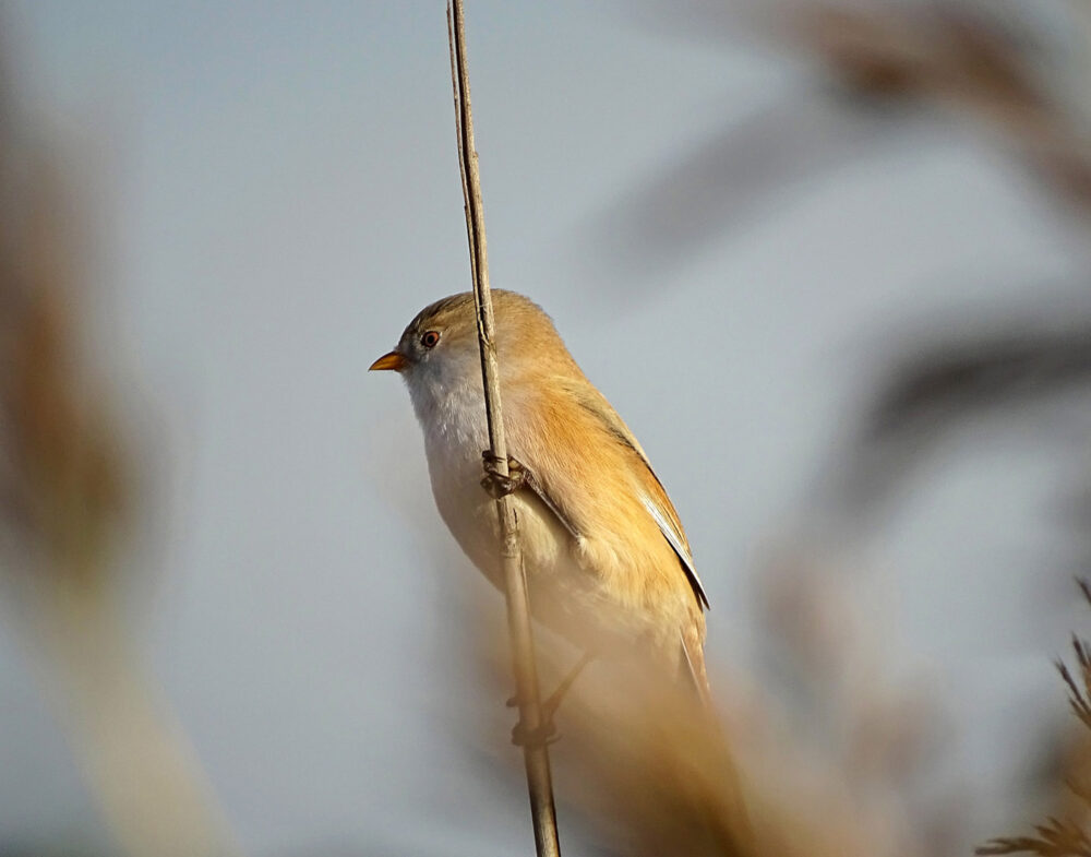 Baardmannetjes (Onlanden)