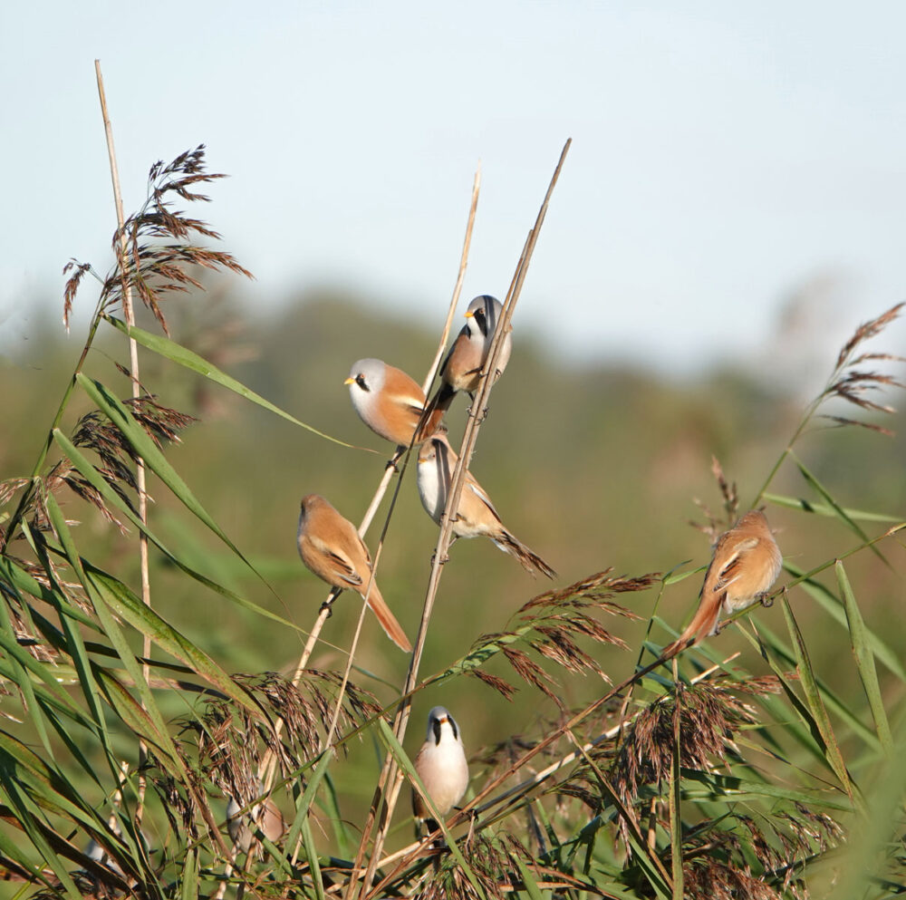 Baardmannetjes (Onlanden)