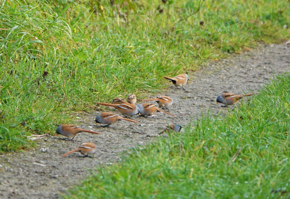 Baardmannetjes in de Onlanden